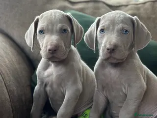 Weimaraner dogs Quality KC Registered silver Weimaraner puppies - Advert 1