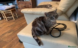 Burmese cats for sale: Burmese xBritish Kittens  - Image 14