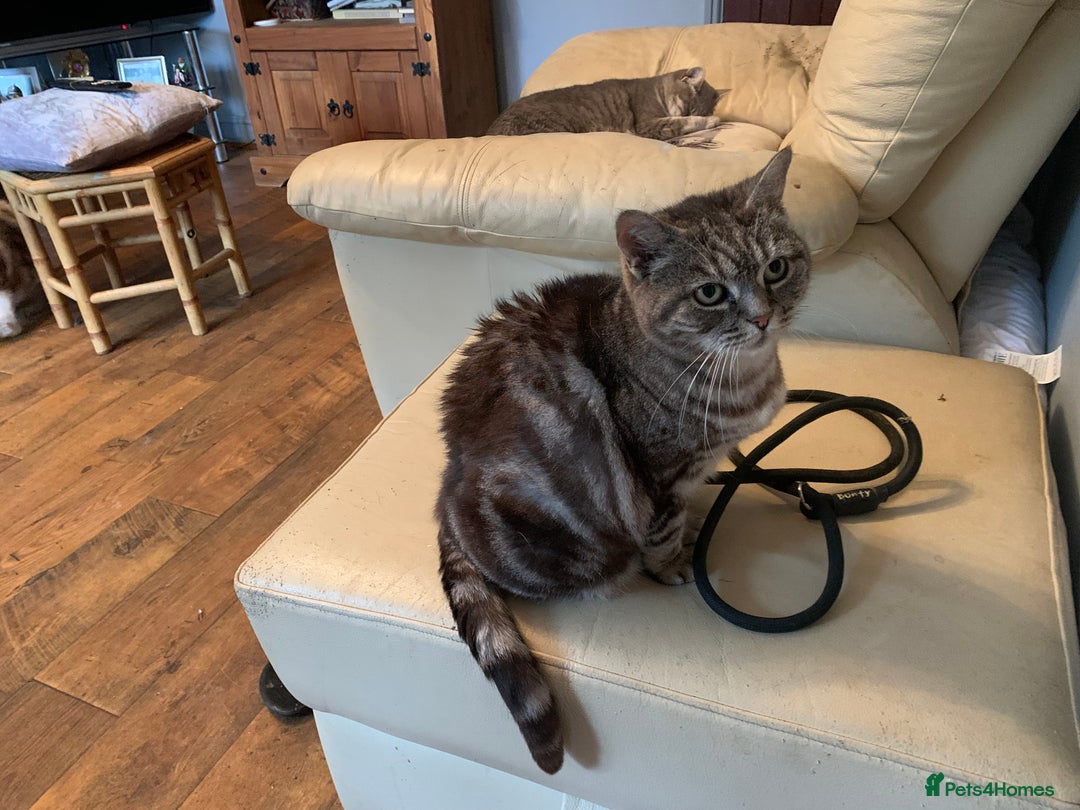 Burmese cats for sale: Burmese xBritish Kittens  - Image 14