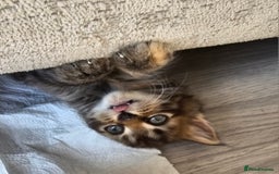 Mixed Breed cats for sale: 07759 033951 1 tabby girl  - Image 5