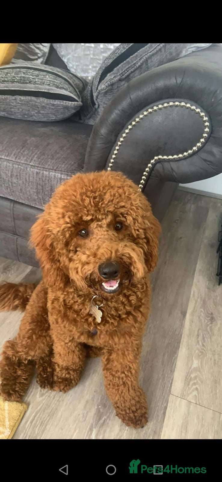 Poodle dogs  Deep Red Fox Miniature Poodle in Liverpool - Advert 13