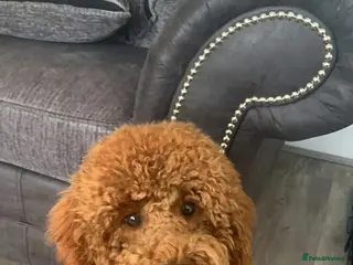 Poodle dogs Deep Red Fox Miniature Poodle in Liverpool - Advert 20