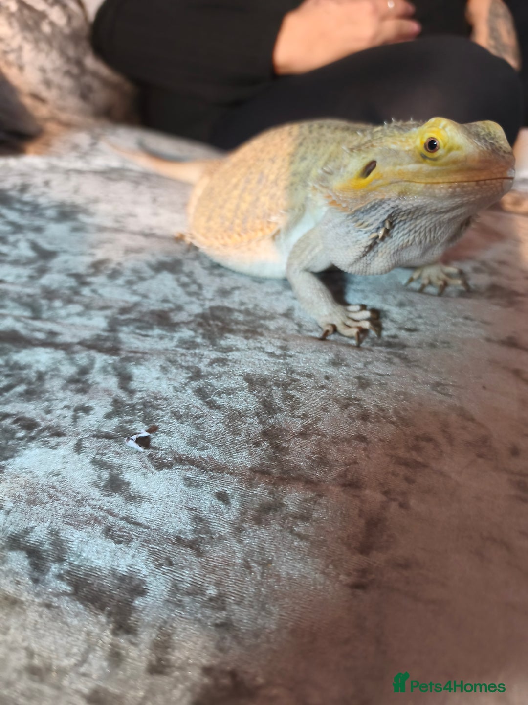 Bearded Dragon reptiles for sale: Male bearded dragon and setup - Image 2