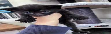Boy 1