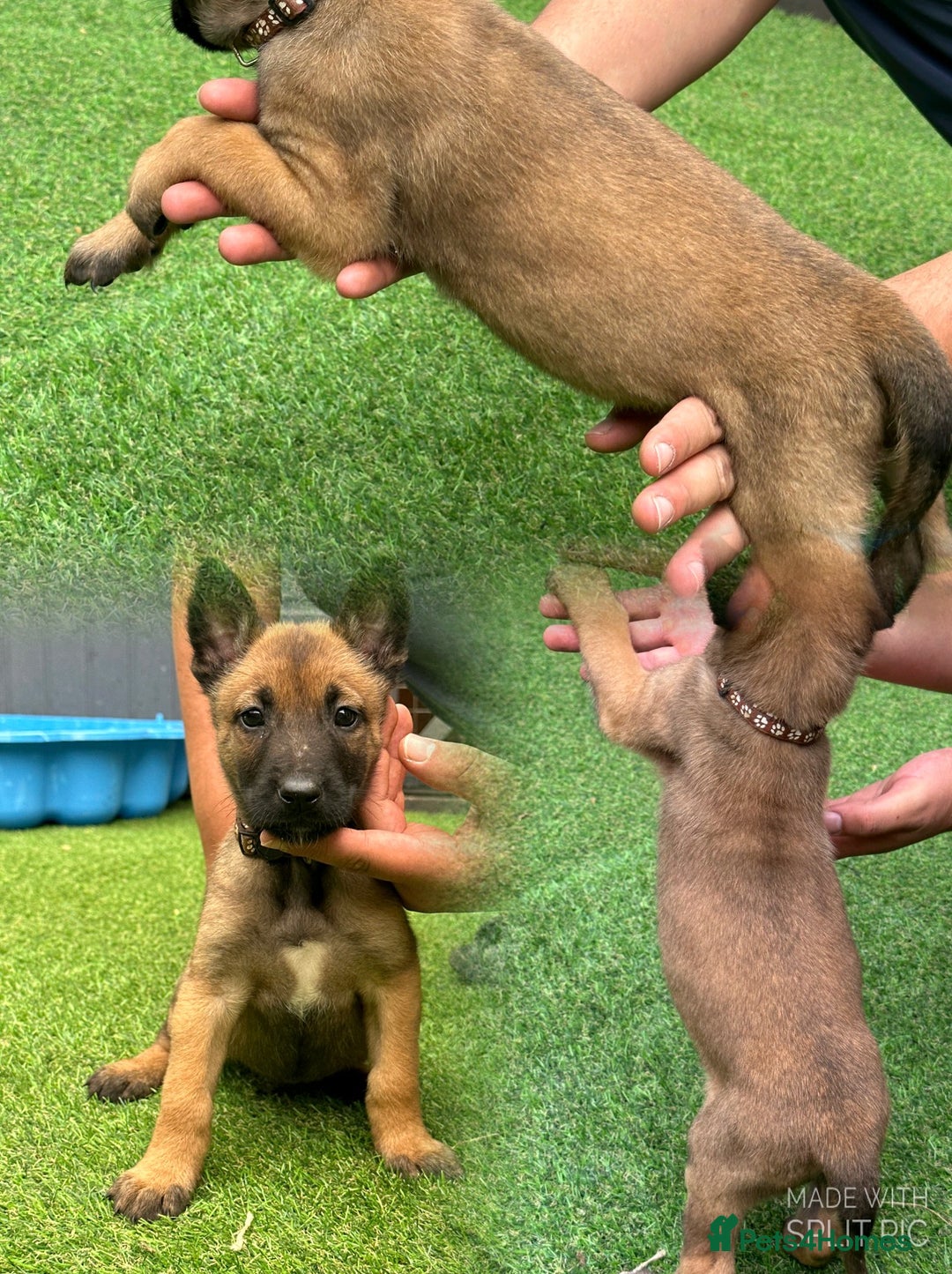 Belgian Shepherd Dog dogs for sale: Belgian malinois puppies from working dog lines  - Image 4