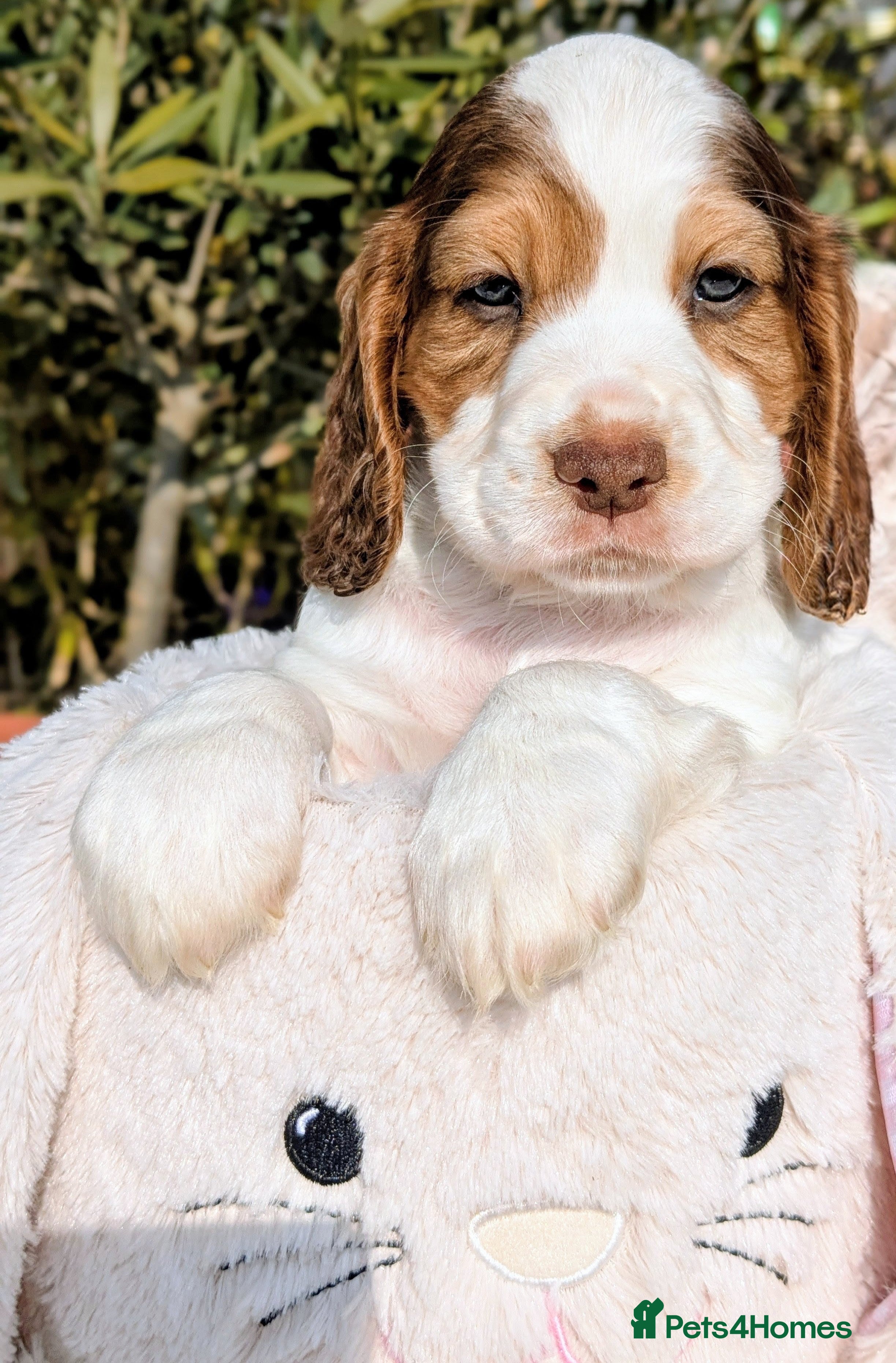 Cocker Spaniel dogs Beautiful KC Registered Cocker Spaniels 2 - Advert 1