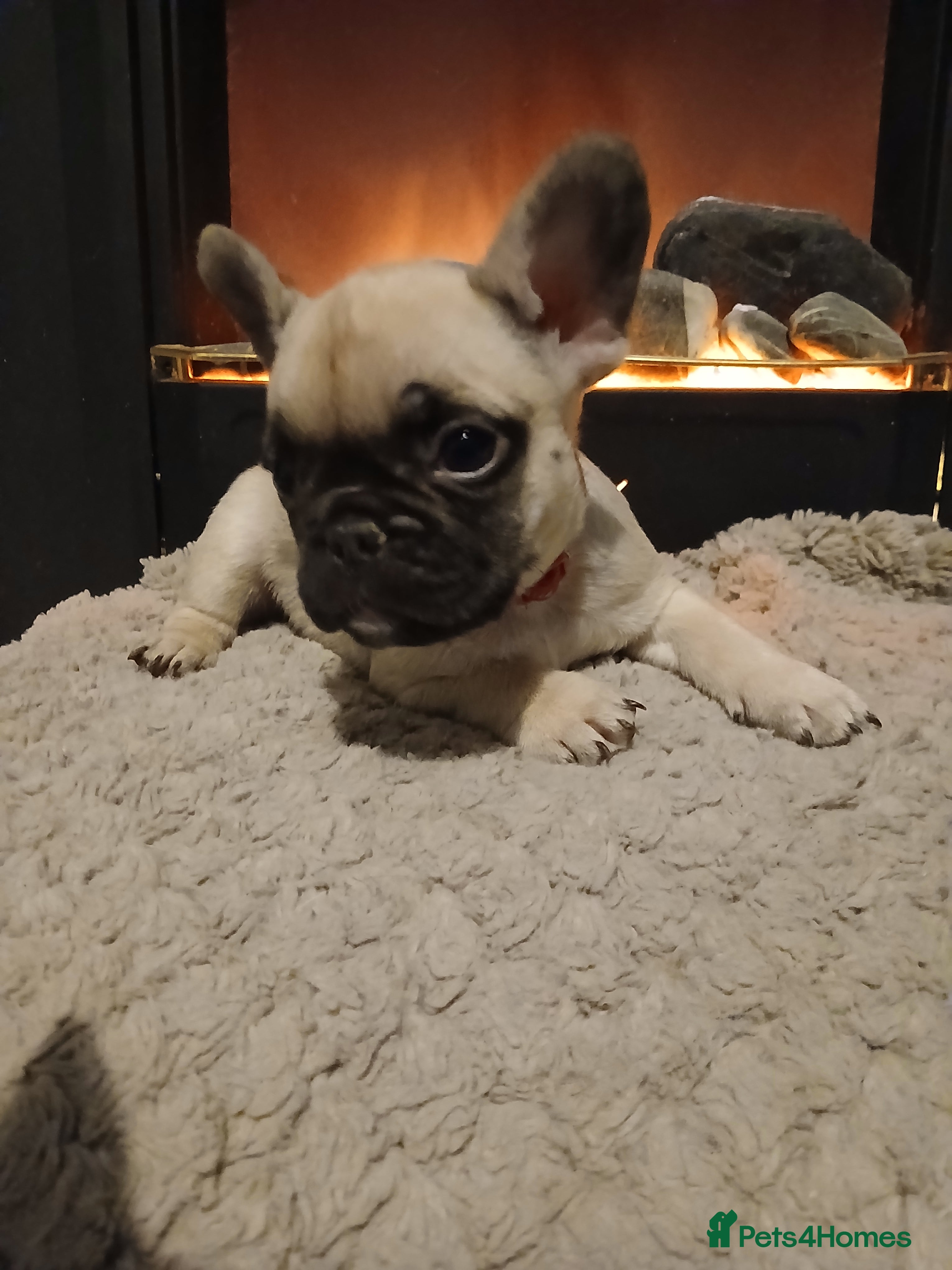 French Bulldog dogs Gorgeous frenchie pups - Advert 14