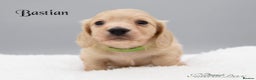 Miniature Dachshund dogs for stud: Cream Miniature Longhaired Dachshund  in Upminster - Advert 15