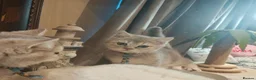 British Shorthair cats for sale: Blue golden male  - Advert 5