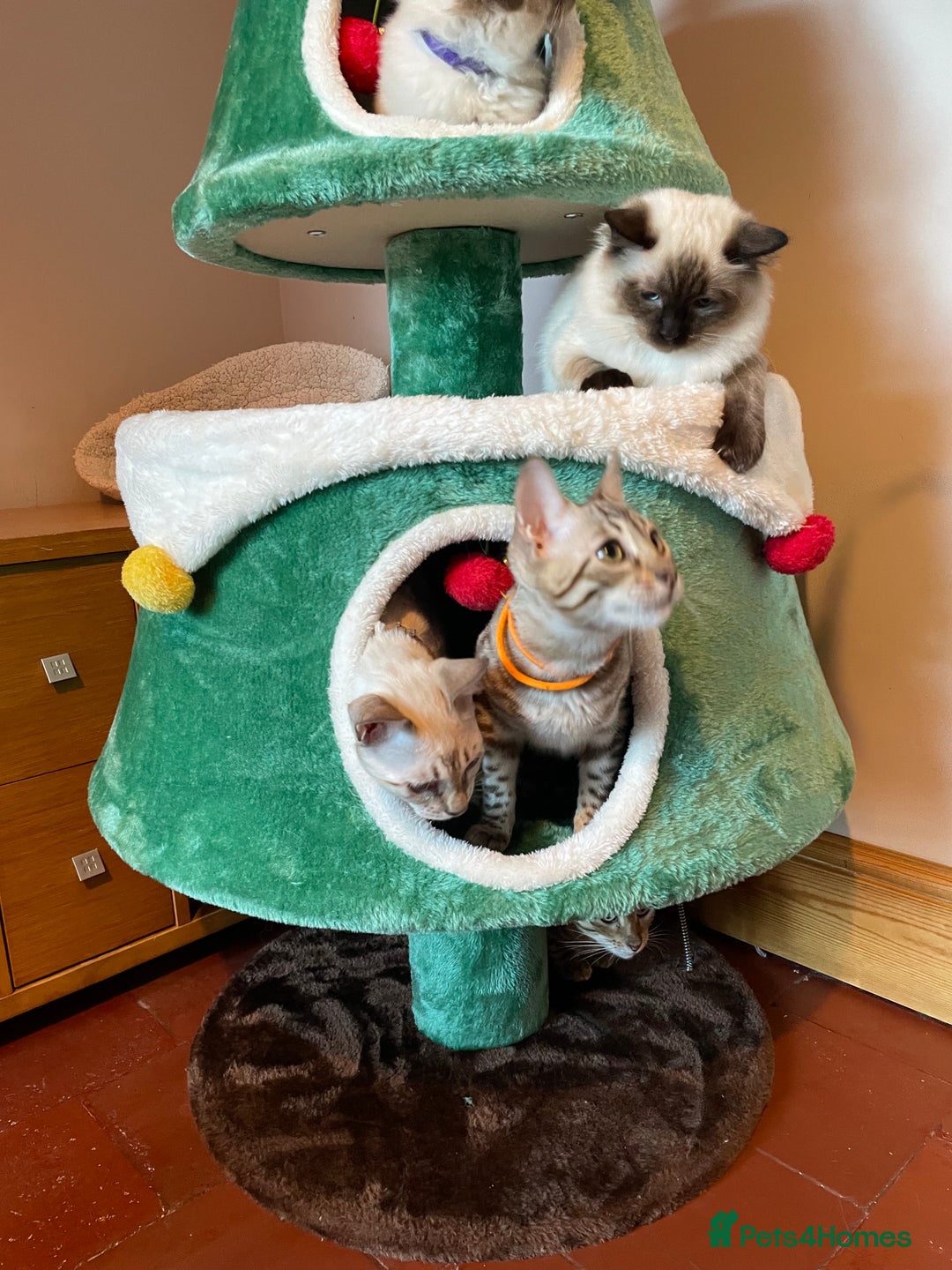 Ragdoll cats for sale: GCCF Ragdoll seal kittens, only 2 boys left - Advert 15