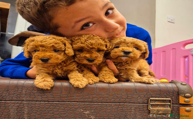 Toy Poodle dogs - Advert 1