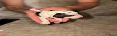 Cocker Spaniel 2