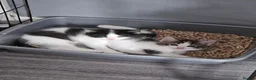 Mixed Breed cats for sale: 2 male kittens  - Advert 16
