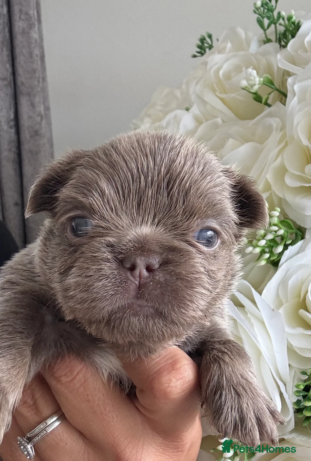 French Bulldog dogs for sale: Fluffy frenchies   - Advert 1