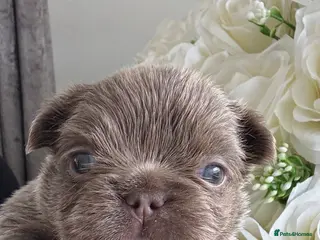 French Bulldog dogs Fluffy frenchies - Advert 2