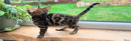 Bengal cats for sale: 🐾 Show quality GCCF Bengal Kittens for Sale 🐾 - Advert 11