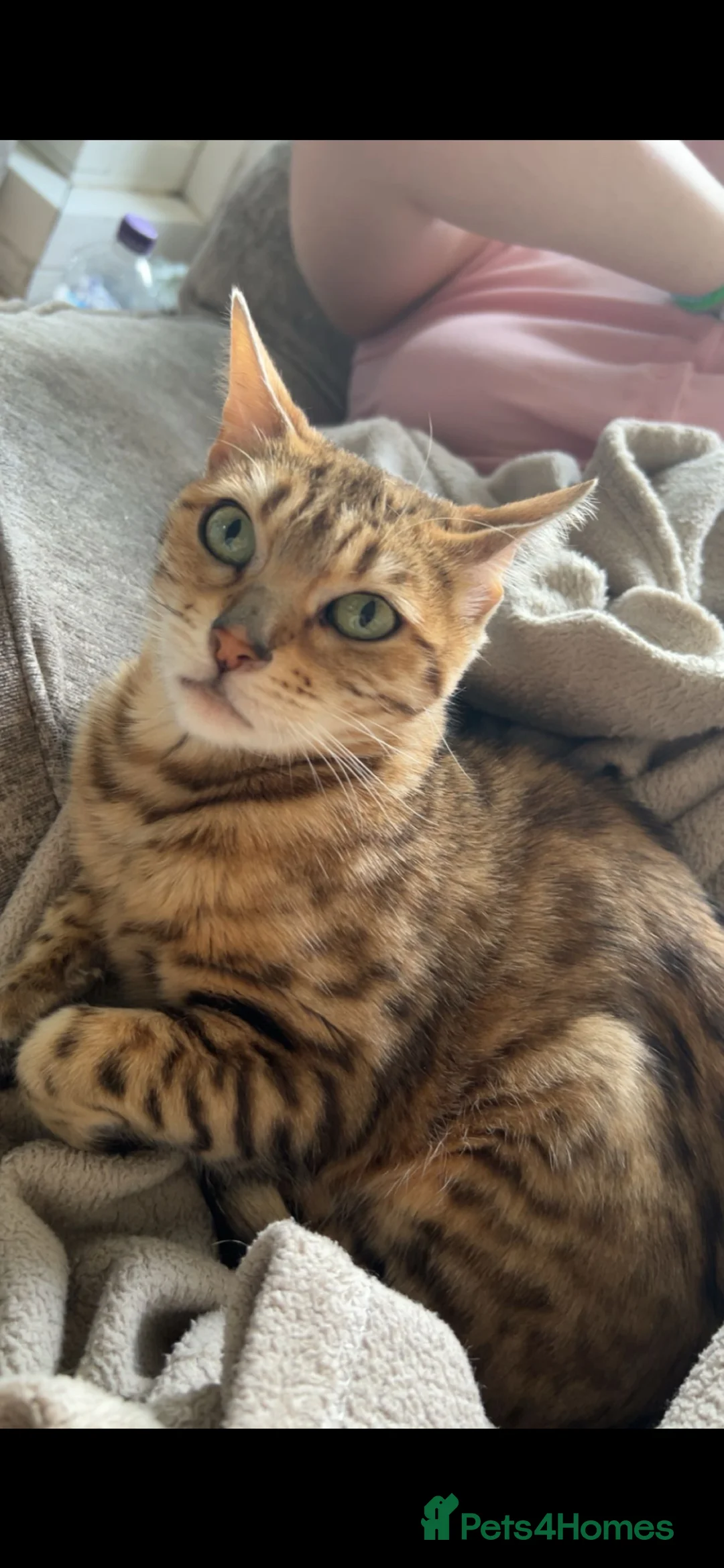 Bengal cats for sale: Beautiful bengal girl in Birmingham - Advert 3