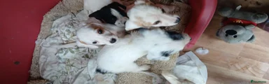 Jack Russell Puppy 3