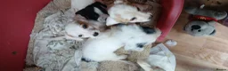 Jack Russell dogs for sale: Jack russell puppys - Advert 16