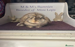 Mini Lop rabbits for sale: Lovely quality mini lop for she’s 5.5months  in Bristol - Image 6