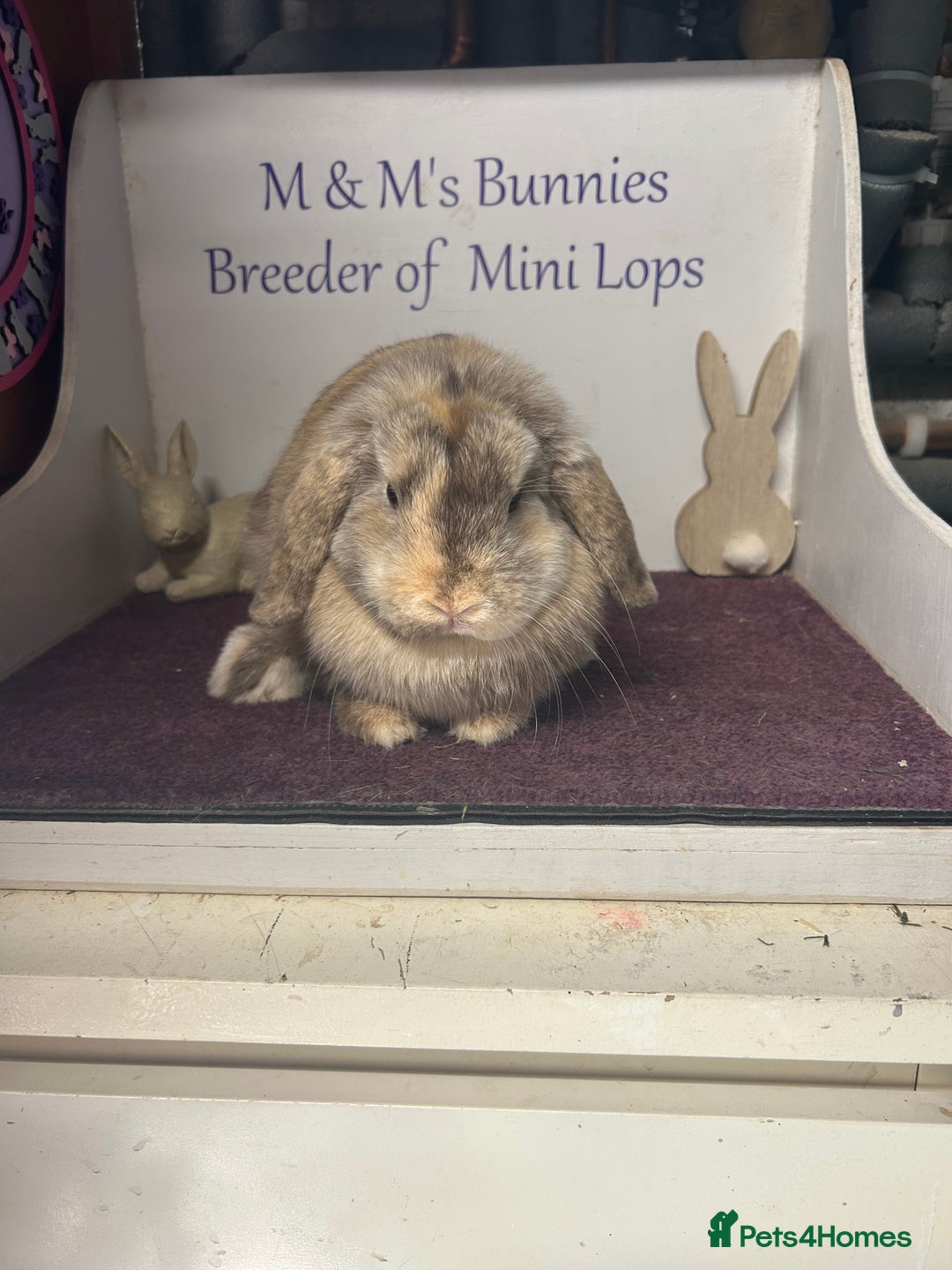 Mini Lop rabbits for sale: Lovely quality mini lop for she’s 5.5months  in Bristol - Image 6