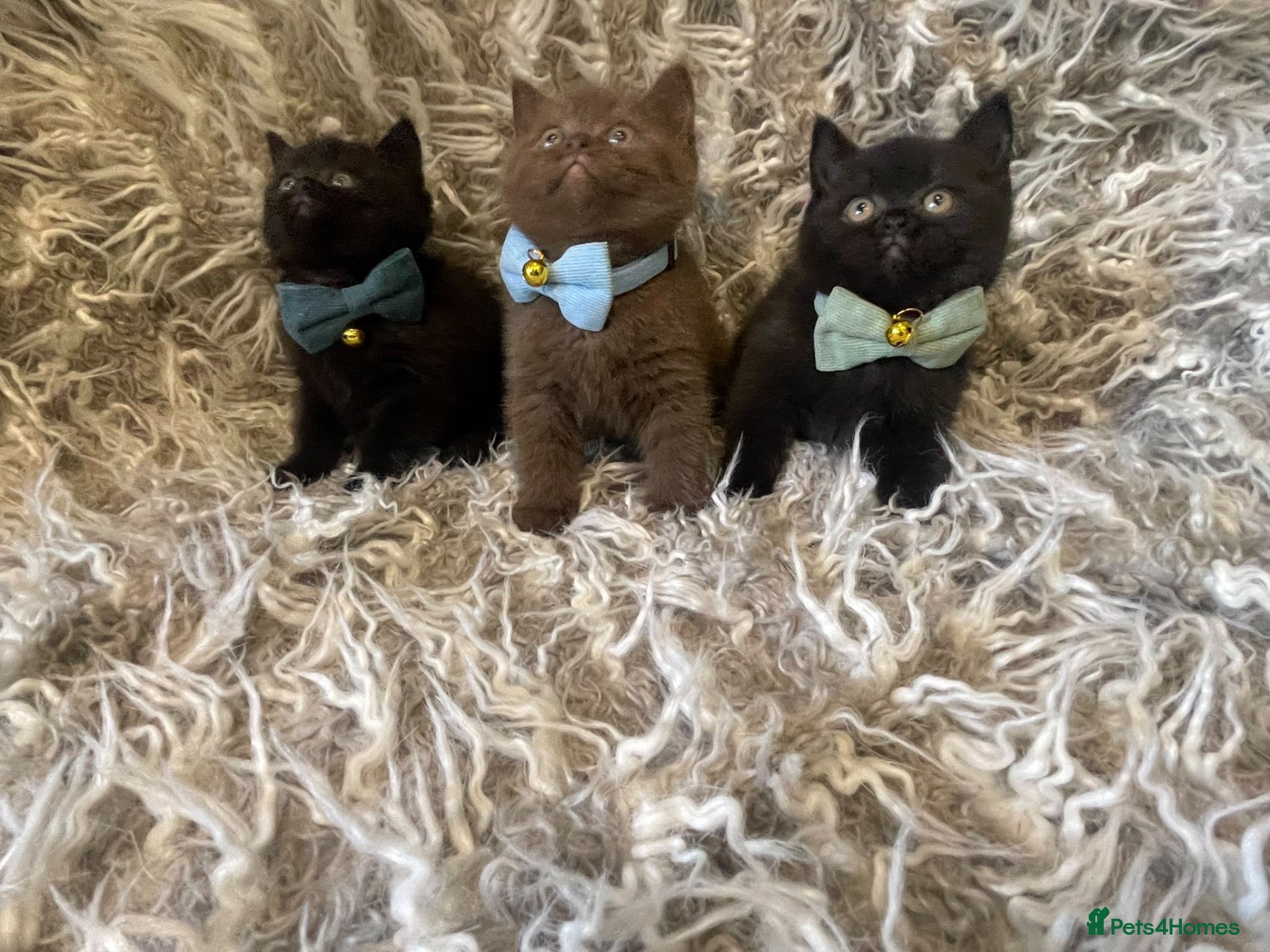 British Shorthair cats 6 BSH Kittens cinnamon, dark chocolate and black - Advert 3