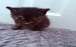 Mixed Breed cats for sale: Long Fur kittens for sale  - Image 7