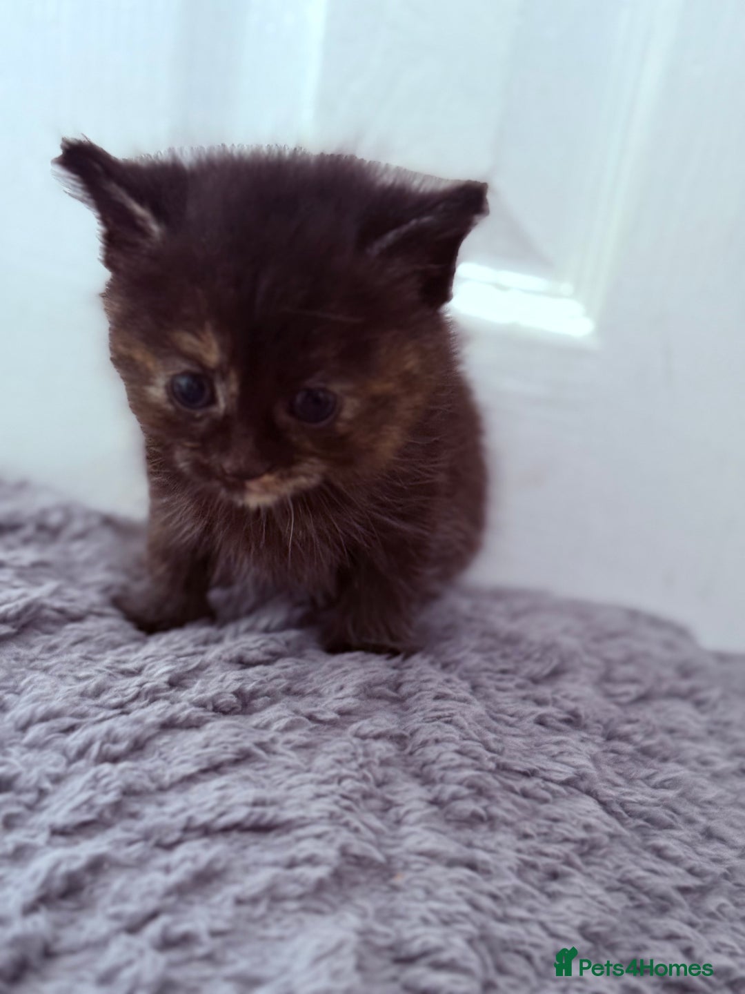 Mixed Breed cats for sale: Long Fur kittens for sale  - Image 7