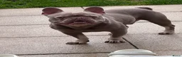 French Bulldog dogs for sale: French bulldog - Advert 3