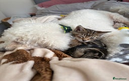 Mixed Breed cats for sale: Male kitten  - Image 4
