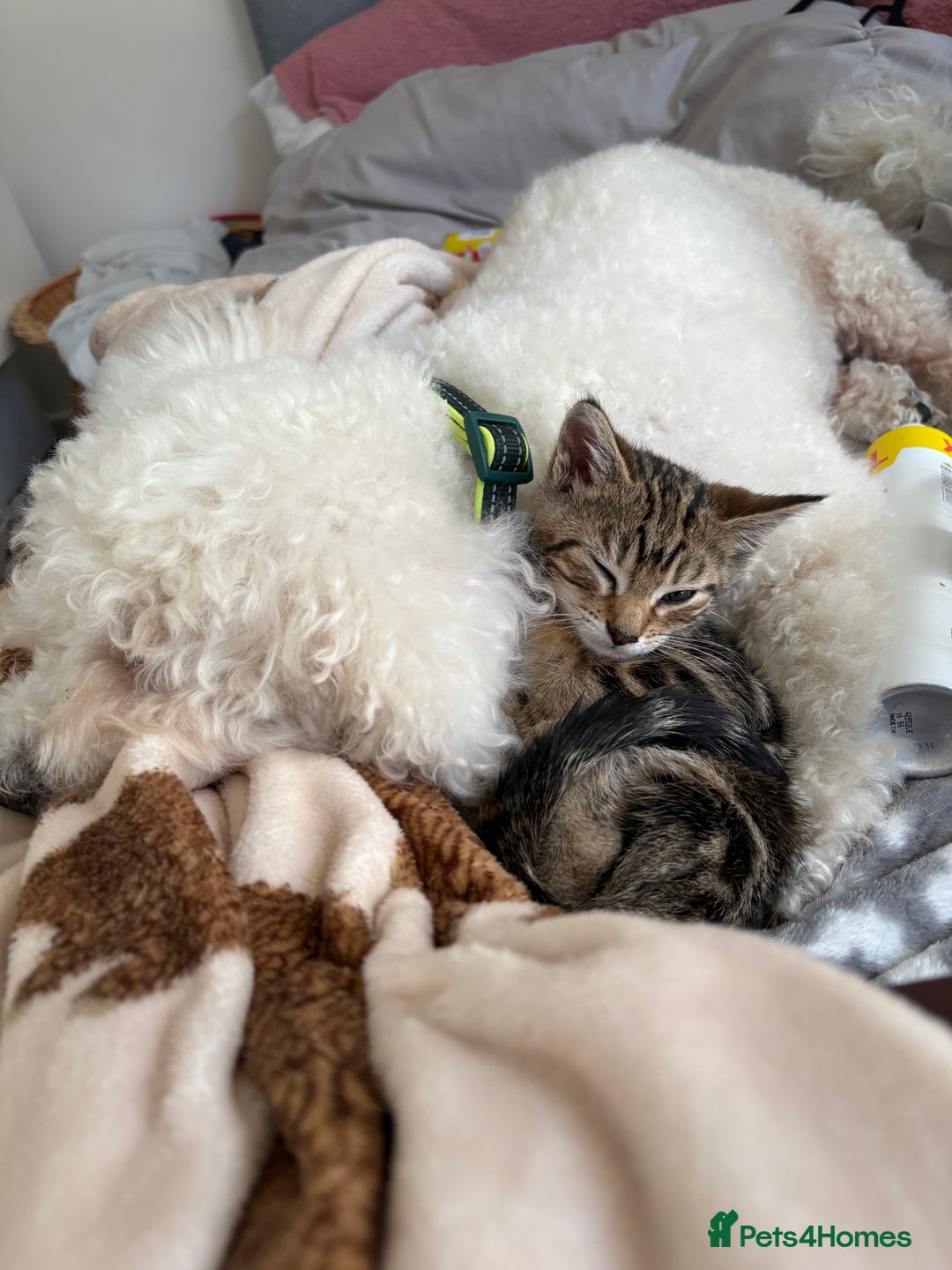 Mixed Breed cats for sale: Male kitten  - Image 4