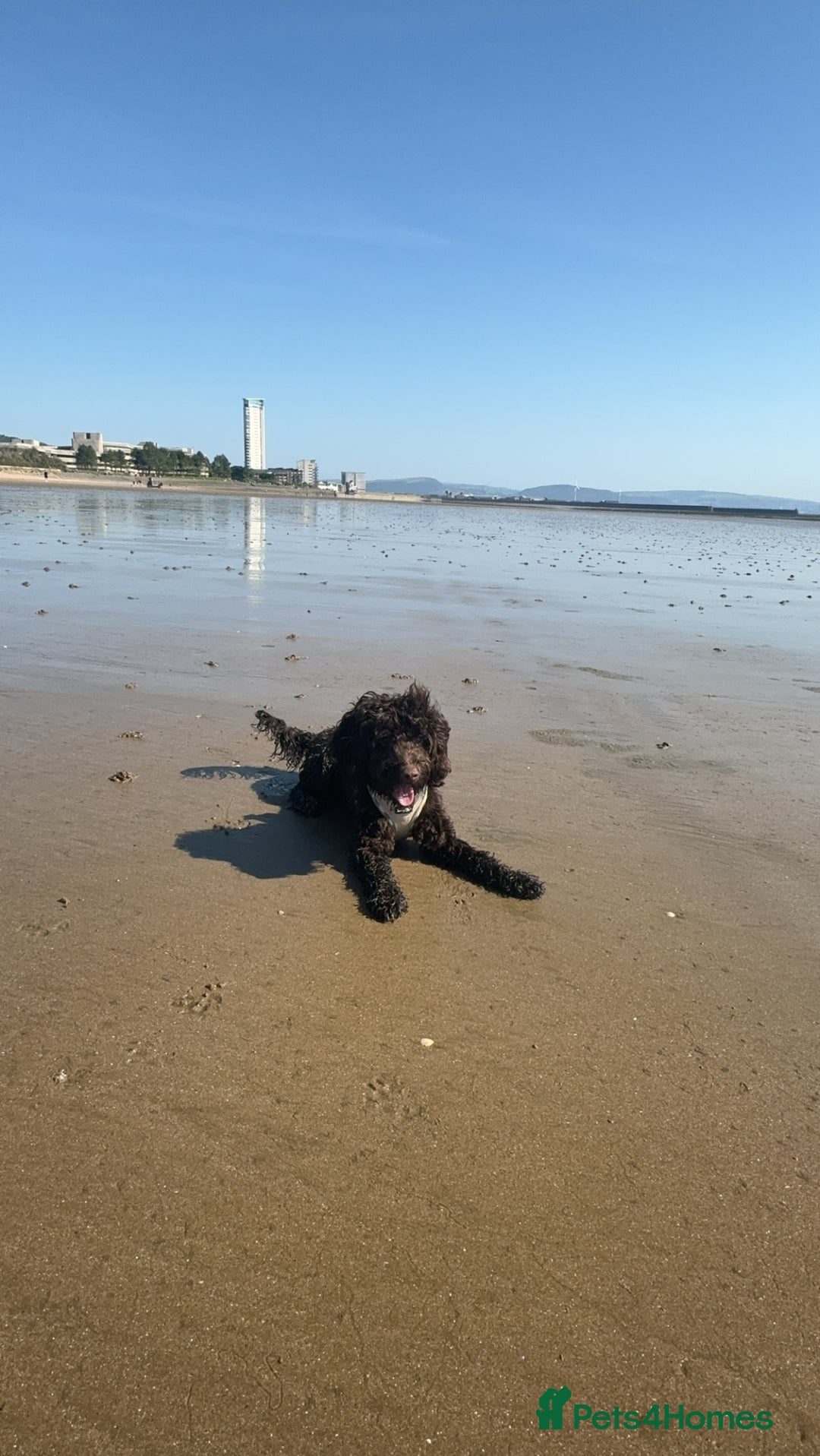 Cockapoo dogs for stud: COCKAPOO STUD PROVEN .  - Advert 3