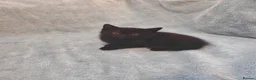 Mixed Breed cats for sale: Beautiful Kittens VIDEOS - Advert 4