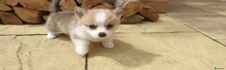 Welsh Corgi Pembroke dogs for sale: 8 Beautiful Kc Welsh Corgi puppies ready soon... - Advert 14