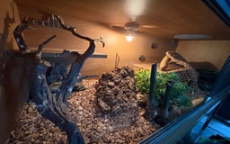 Corn Snake reptiles for sale: 2 x cornsnakes. Separate vivs.  - Image 9