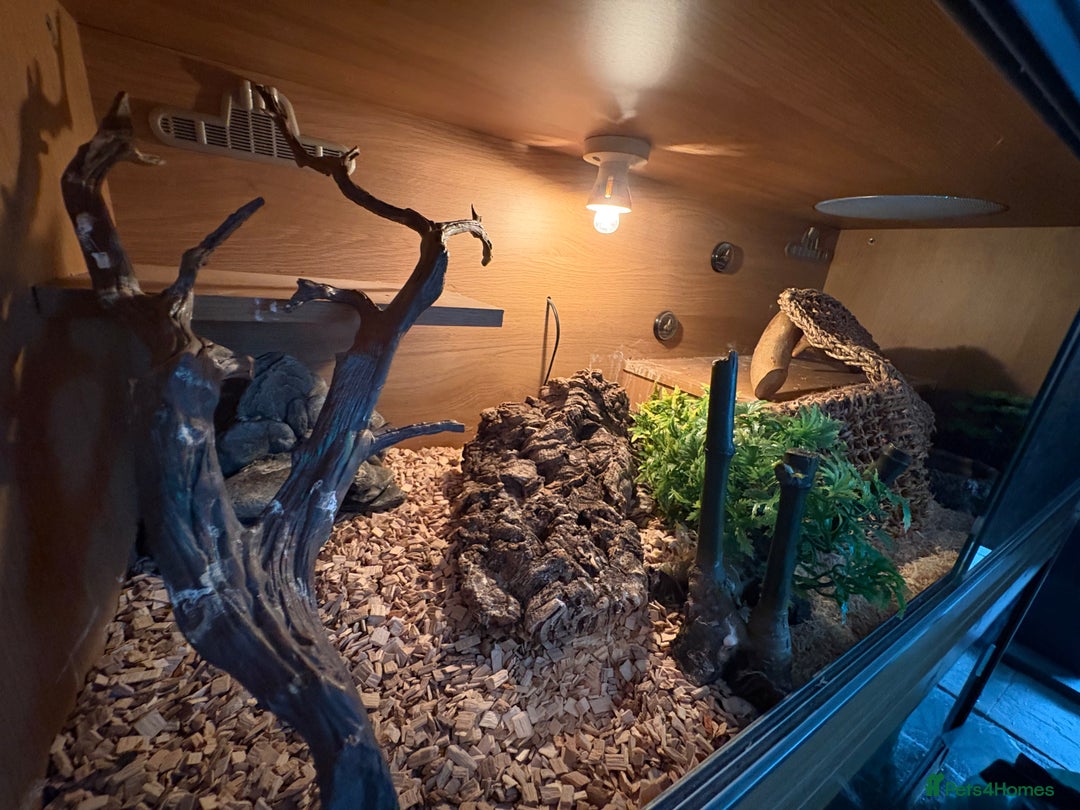 Corn Snake reptiles for sale: 2 x cornsnakes. Separate vivs.  - Image 9
