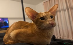 Oriental cats for sale: Male neutered oriental cat  - Image 2