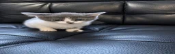 Ragdoll cats for sale: Ragdoll X domestic shorthair  - Advert 9