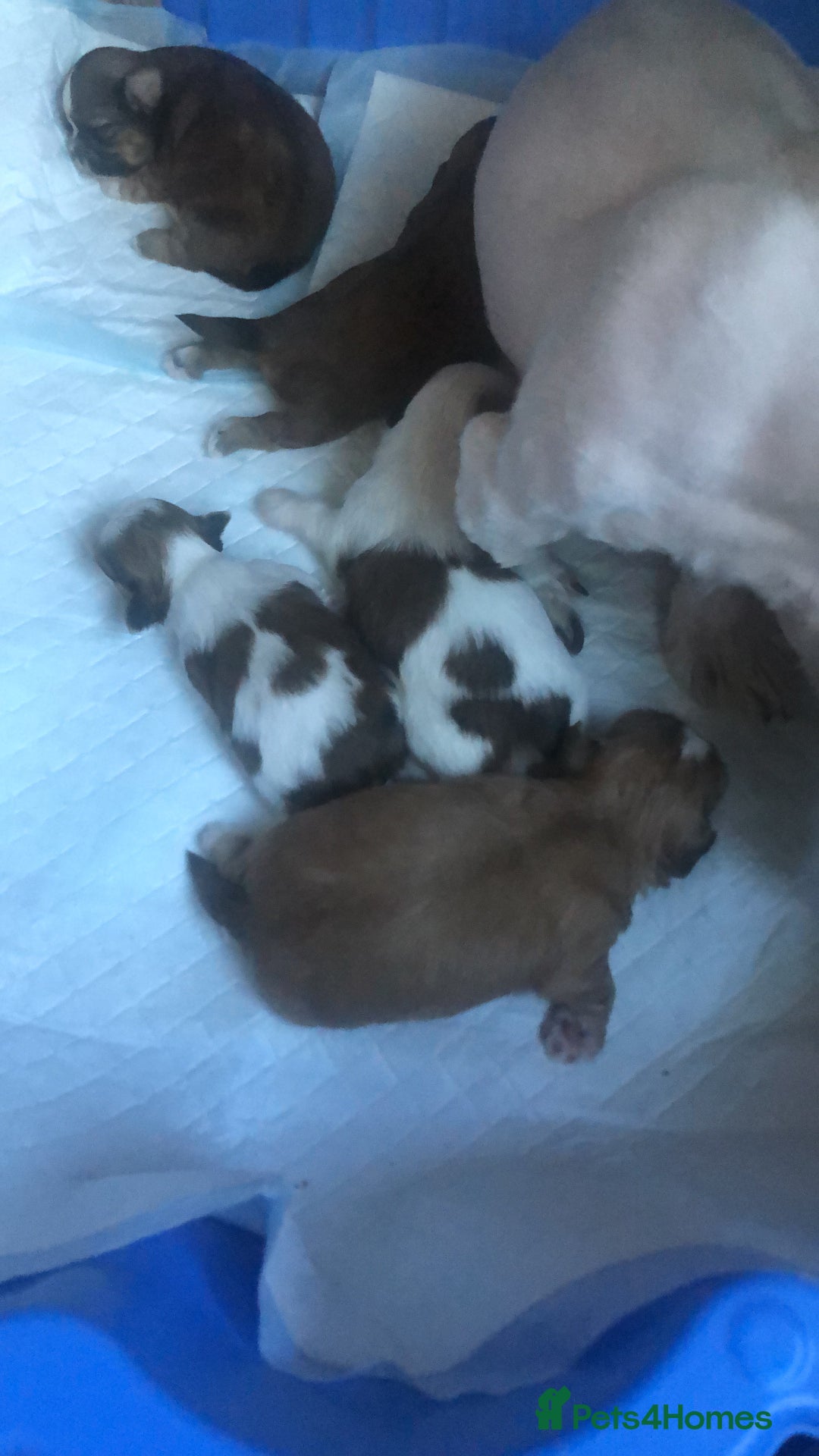 Shih Tzu dogs for sale: Angel’s Shih zhus  - Image 20