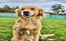 Golden Retriever dogs for sale: 🐾Gorgeous Puppies-Family Raised with Love&Care🐾 - Image 22