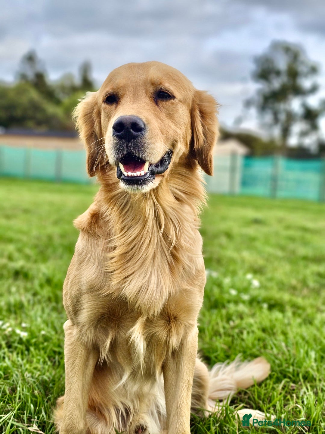 Golden Retriever dogs for sale: 🐾Gorgeous Puppies-Family Raised with Love&Care🐾 - Image 22