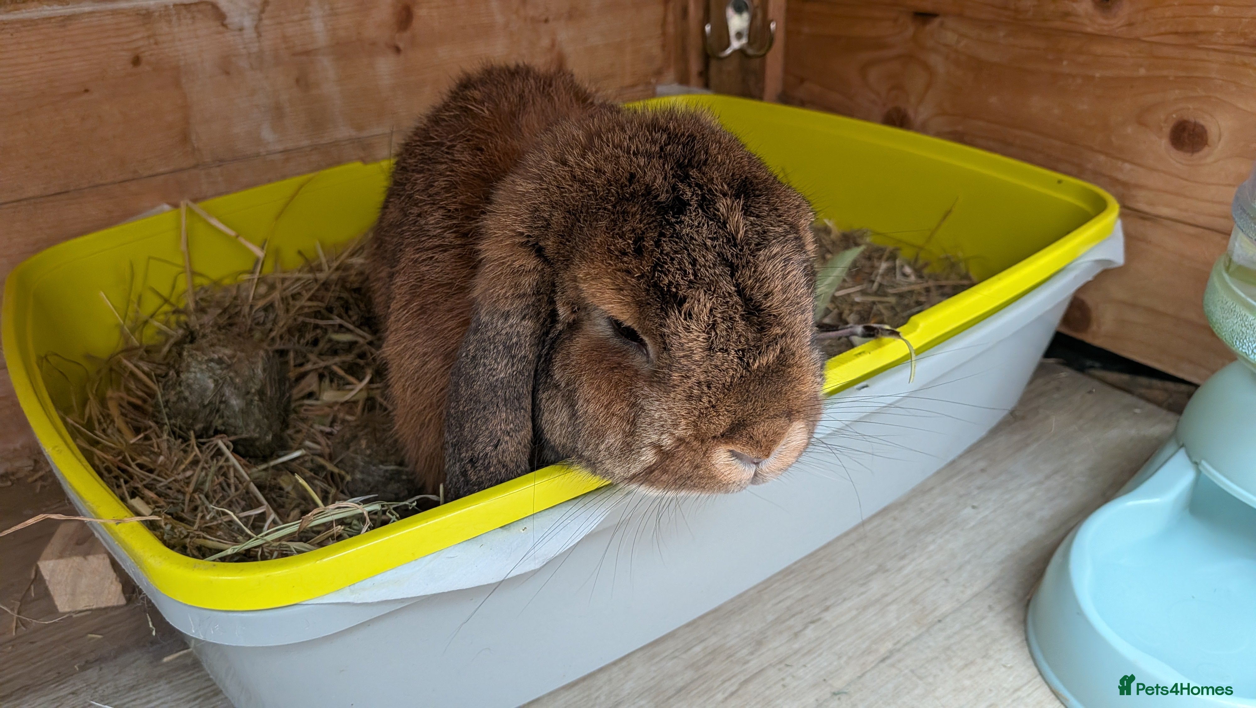 Dwarf Lop rabbits 2 male lop rabbits  - Advert 2
