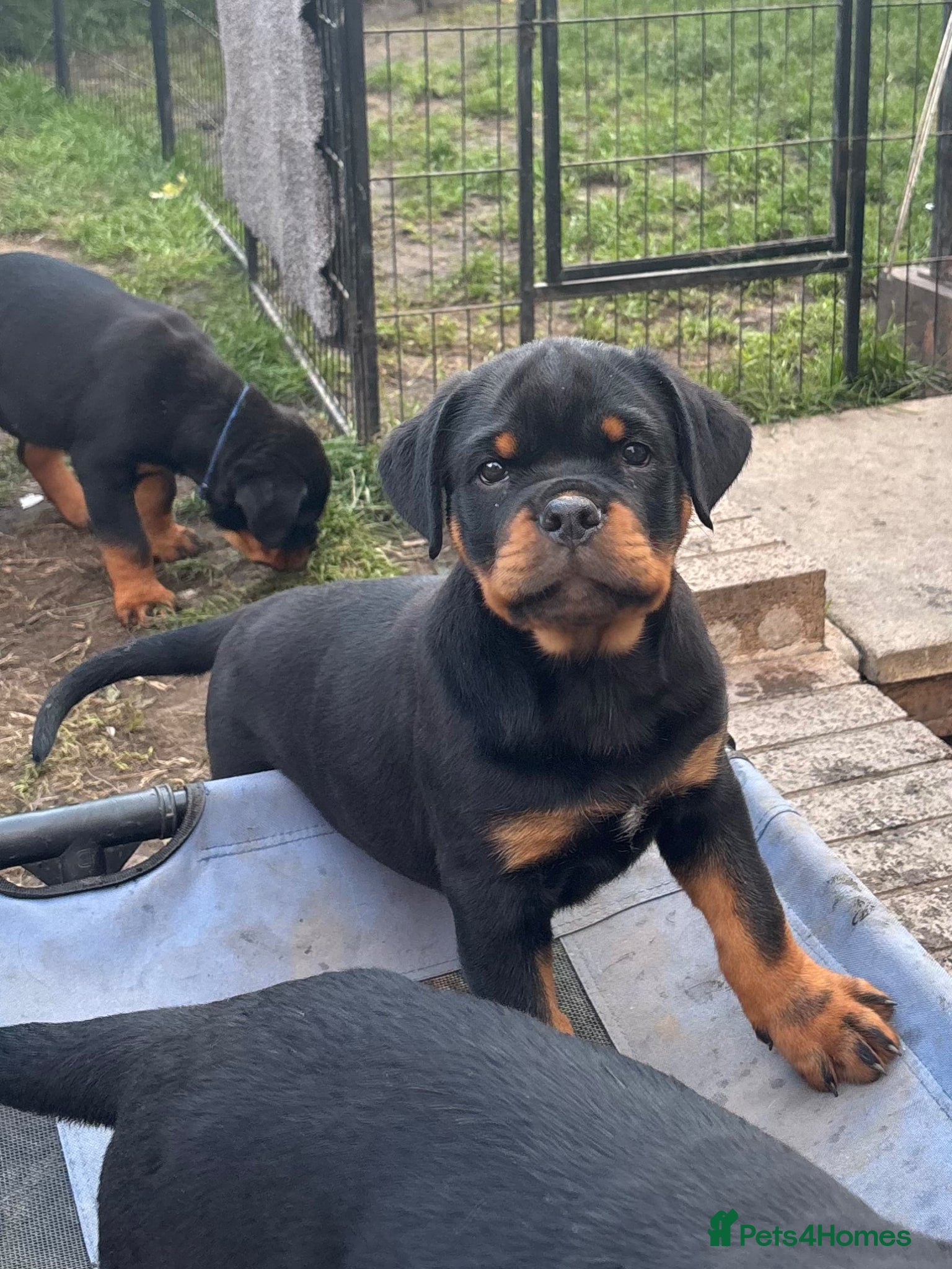Rottweiler dogs Beautiful Rottweiler Puppies Available  - Advert 14
