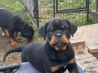 Rottweiler dogs Beautiful Rottweiler Puppies Available - Advert 14