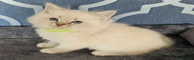 Ragdoll 3 green collar 💚