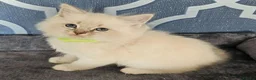 Ragdoll cats for sale: Council licence held. Stunning GCCF reg kittens  - Advert 4