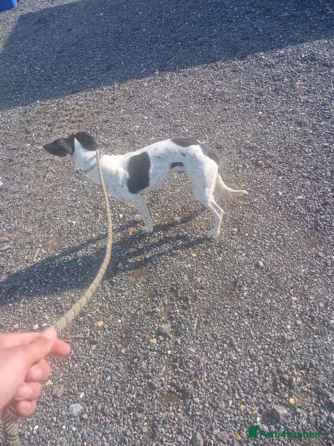 Whippet dogs for sale: Beautifull whippet male - Advert 2