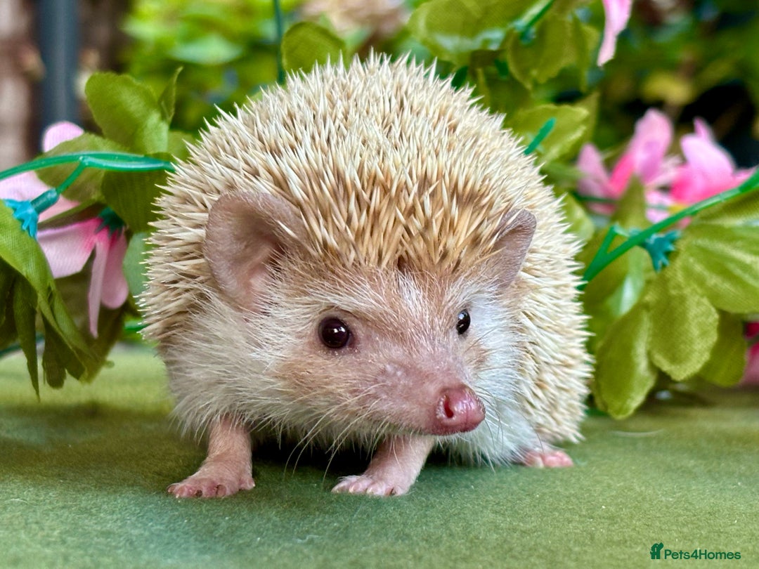 Pygmy Hedgehog rodents for sale: African Pygmy Hedgehog Ethically bred Girl 2 Boys  - Image 14