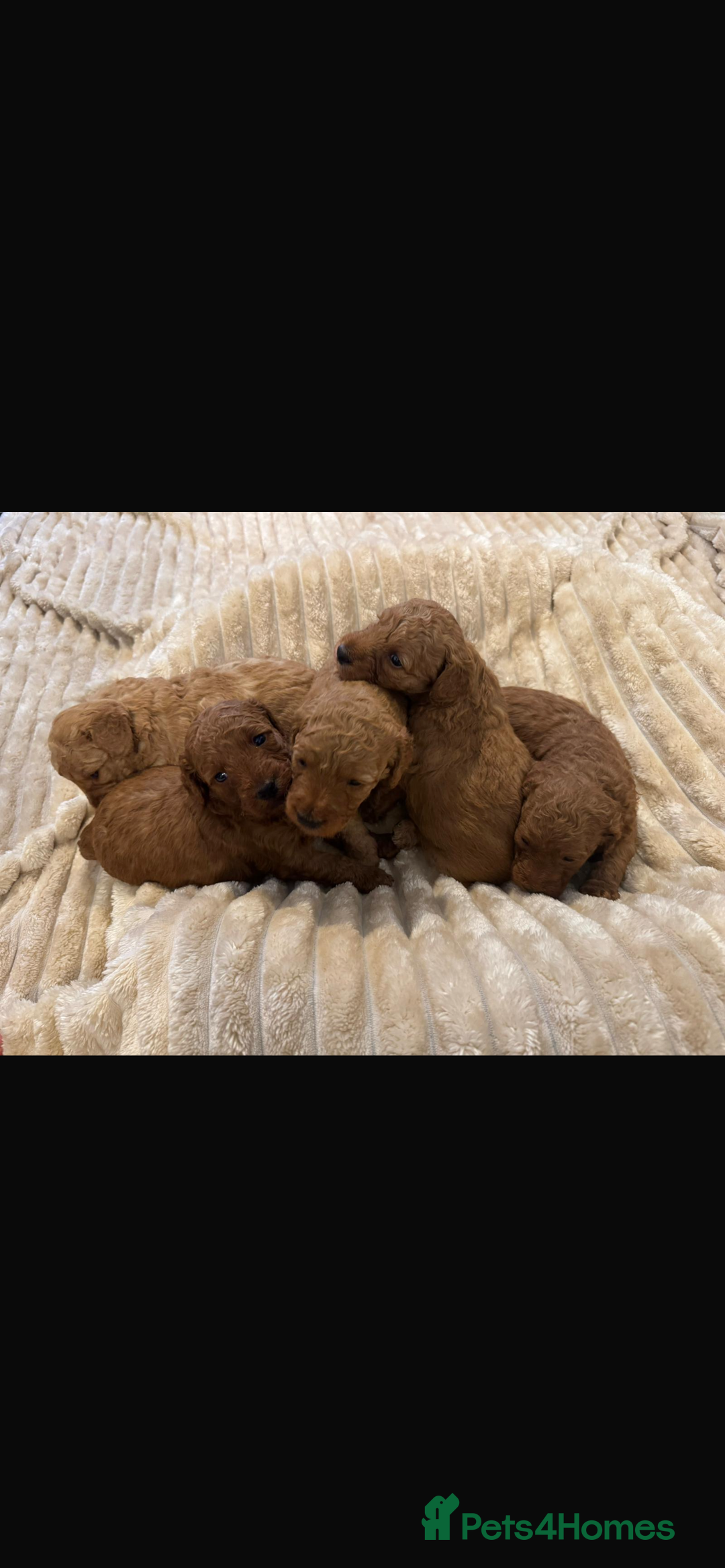 Cockapoo dogs for sale: Beautiful cockapoos  - Image 6