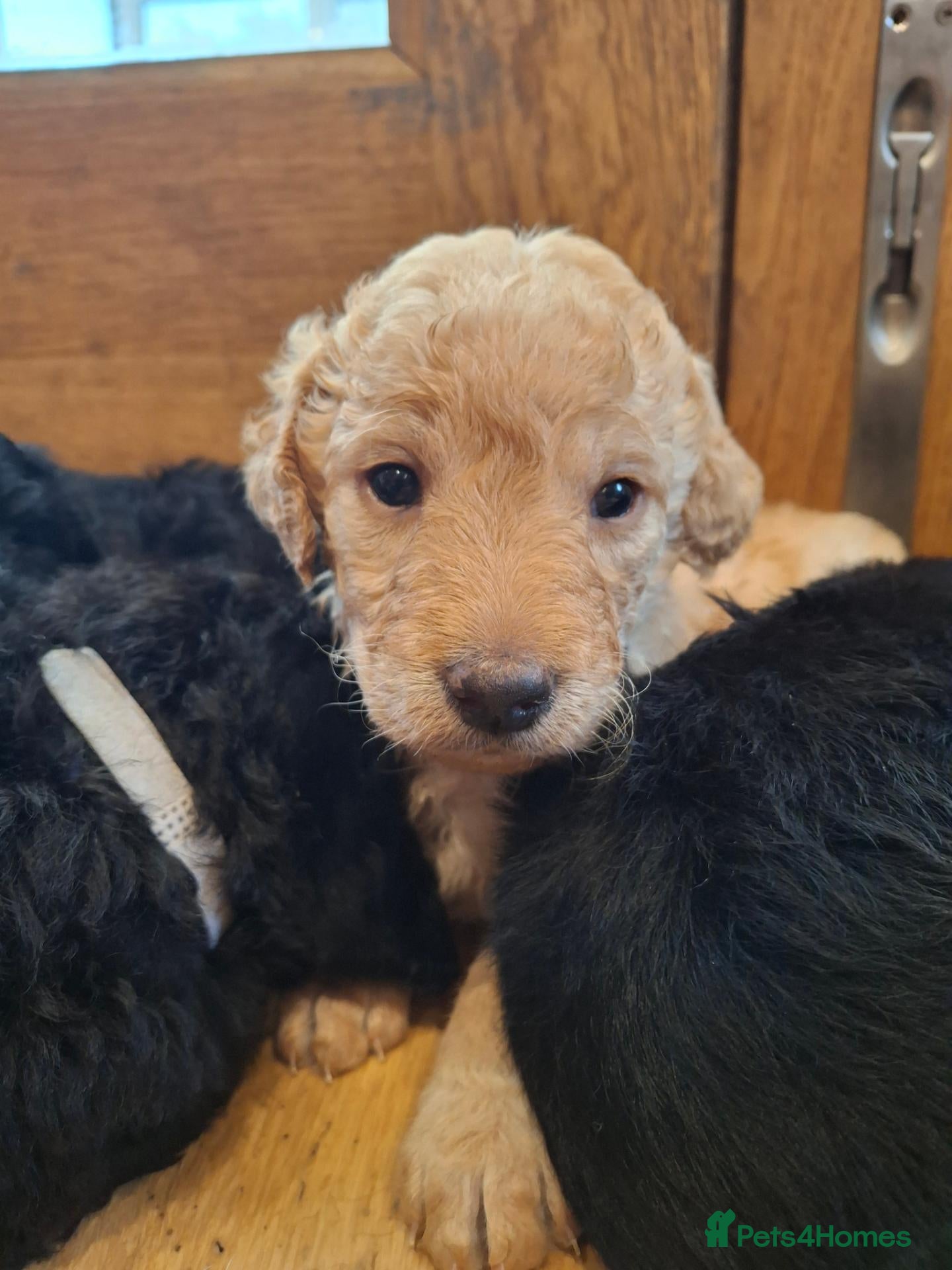 Labradoodle dogs Beautiful Labradoodle Puppies Available  - Advert 2